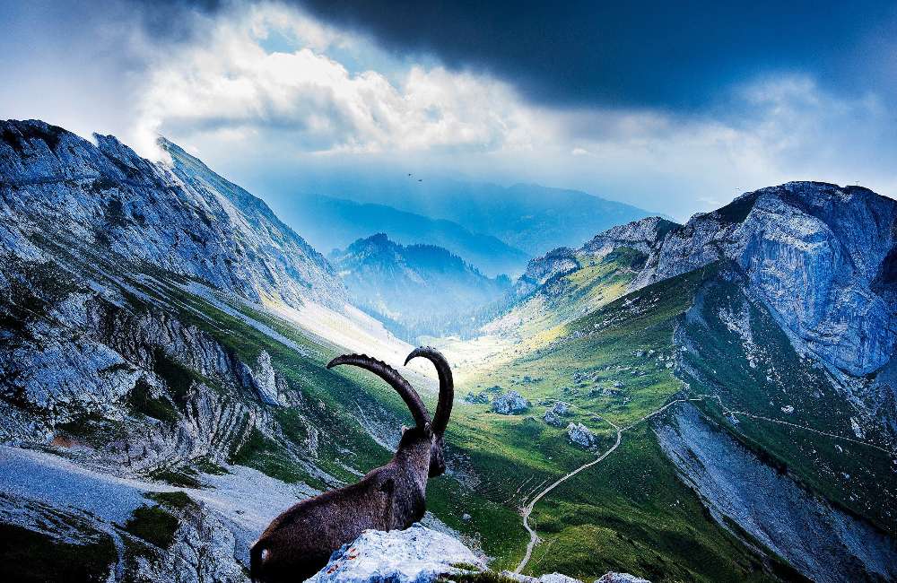 Alpi svizzere - Monte Pilatus e capra di montagna puzzle online