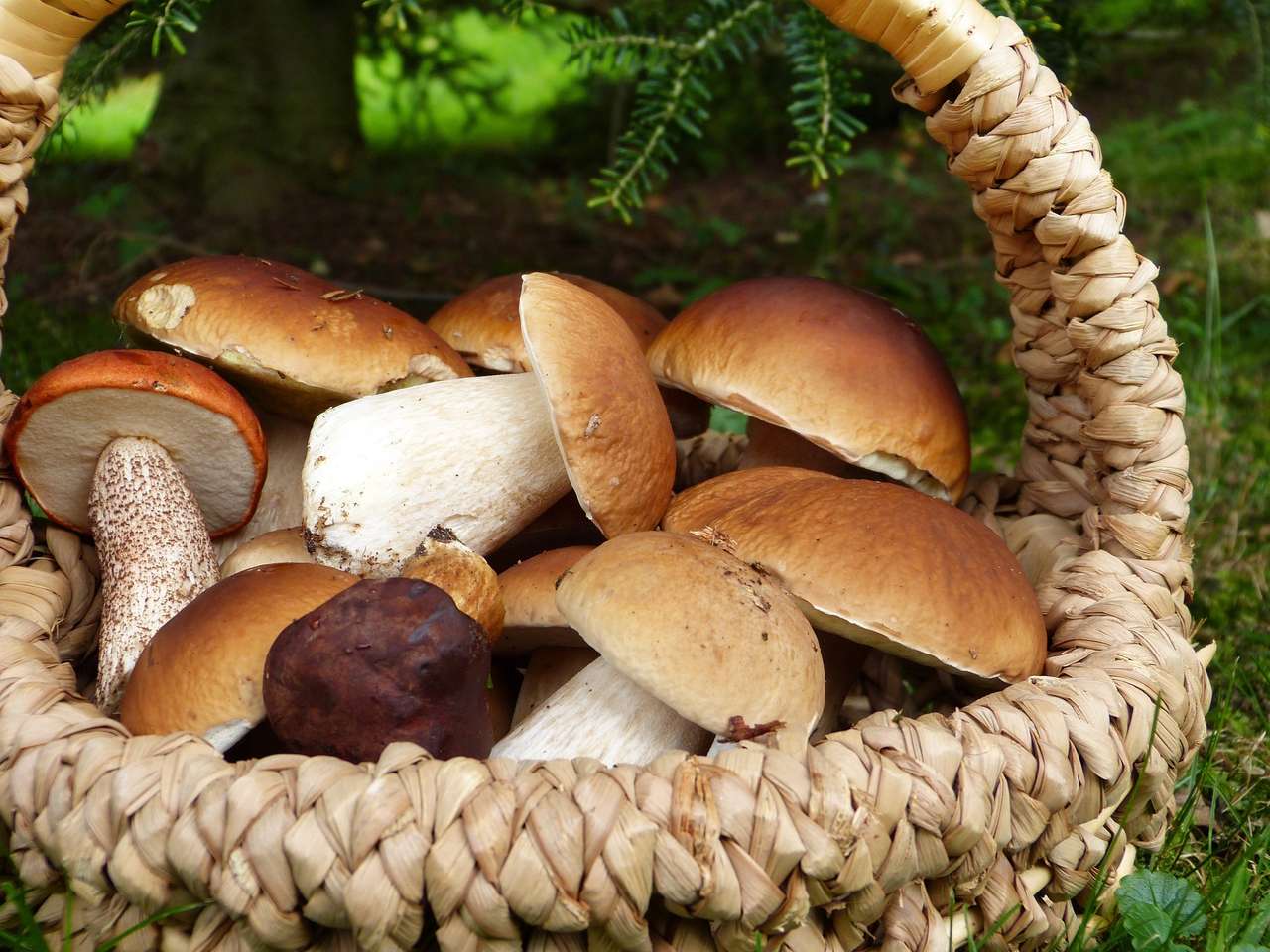 uma cesta de cogumelos quebra-cabeças online