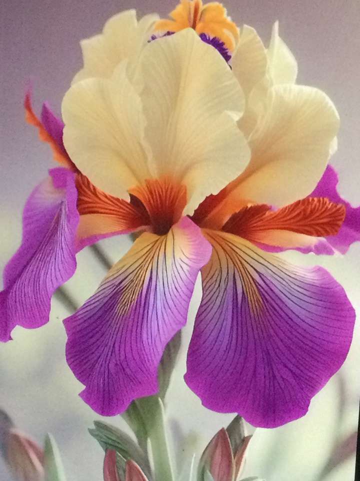 regina orhideelor puzzle online