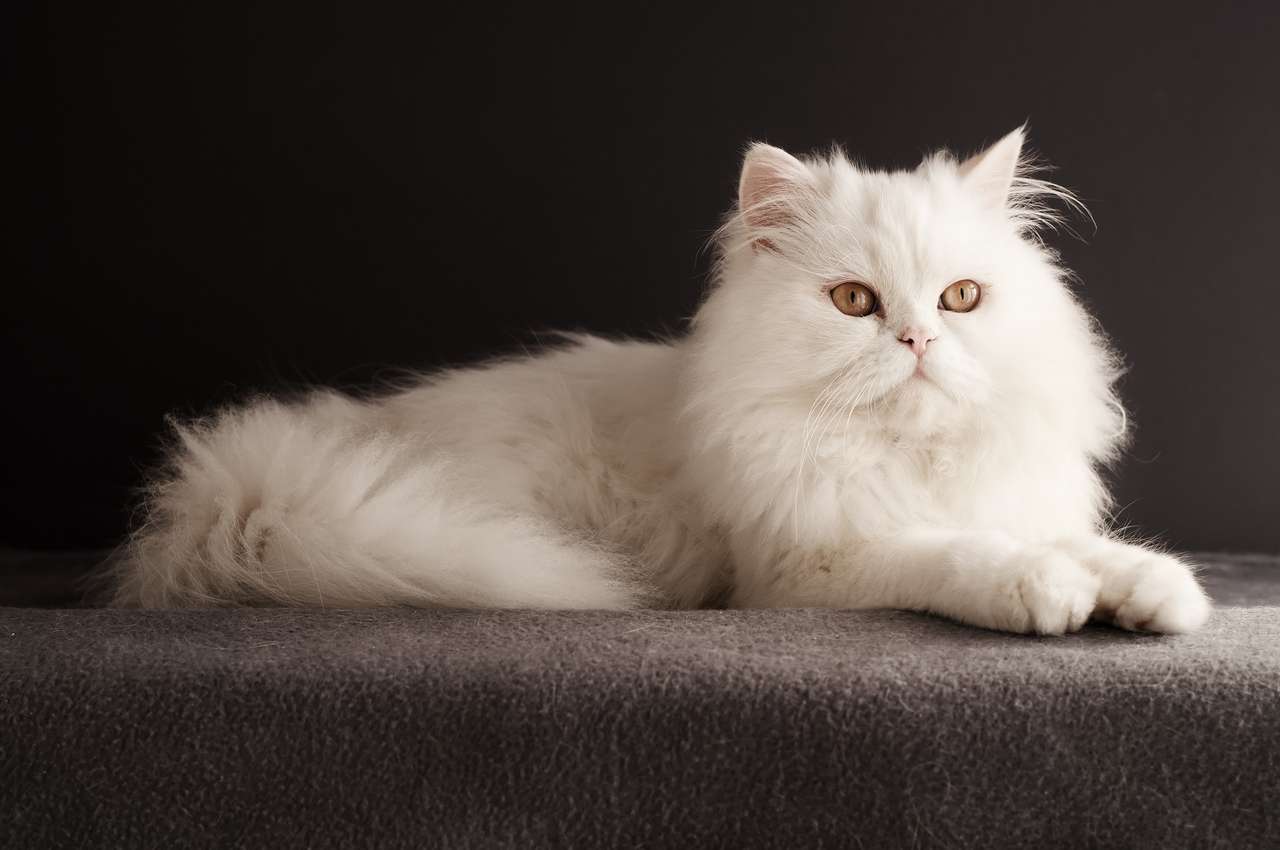Περσική γάτα παζλ online