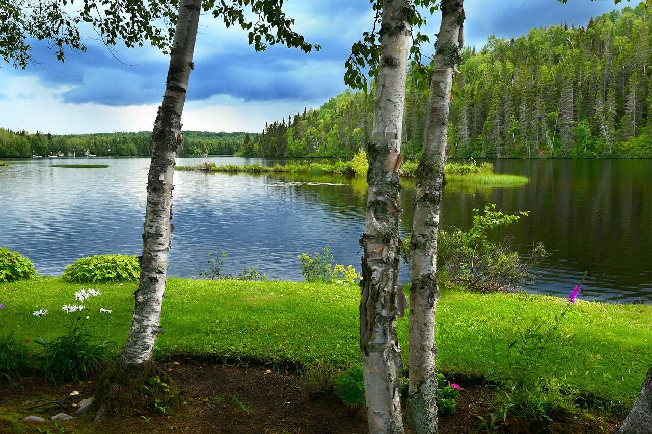 Nature Trees Birches jigsaw puzzle online
