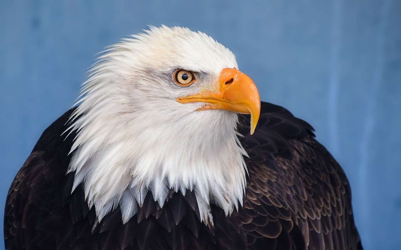 Αμερικανικός φαλακρός αετός online παζλ