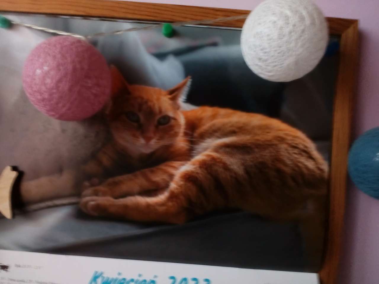 Kalendářní kočka skládačky online