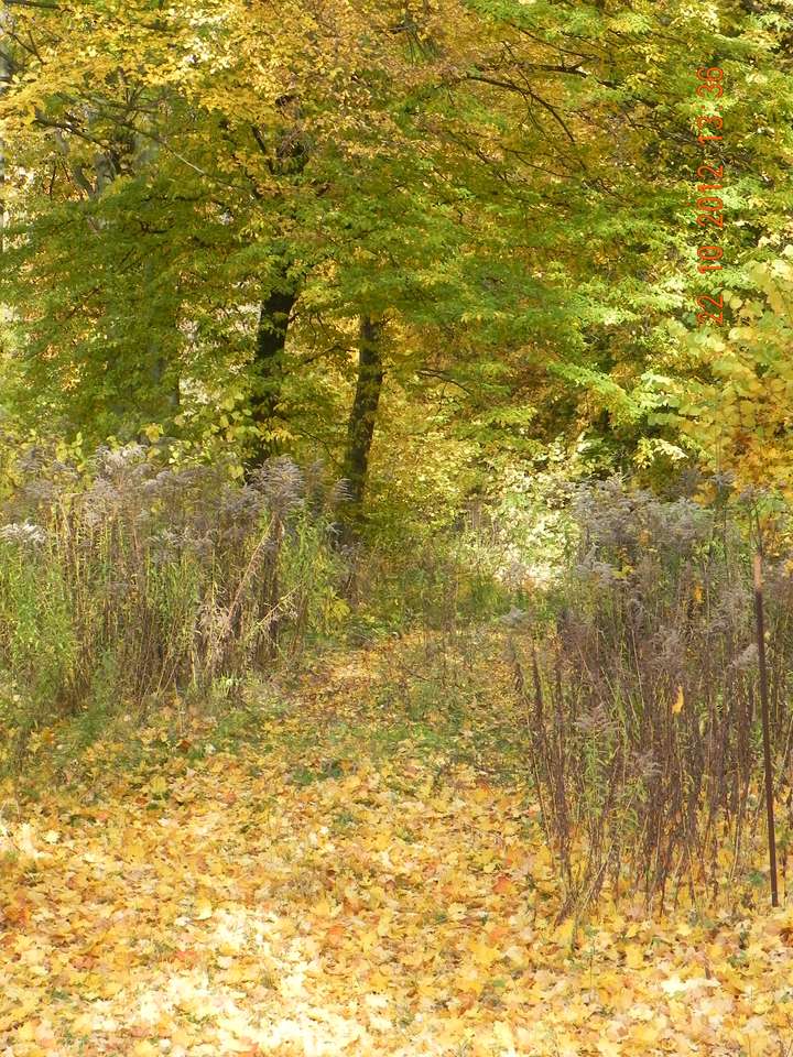 Осенний лес онлайн-пазл