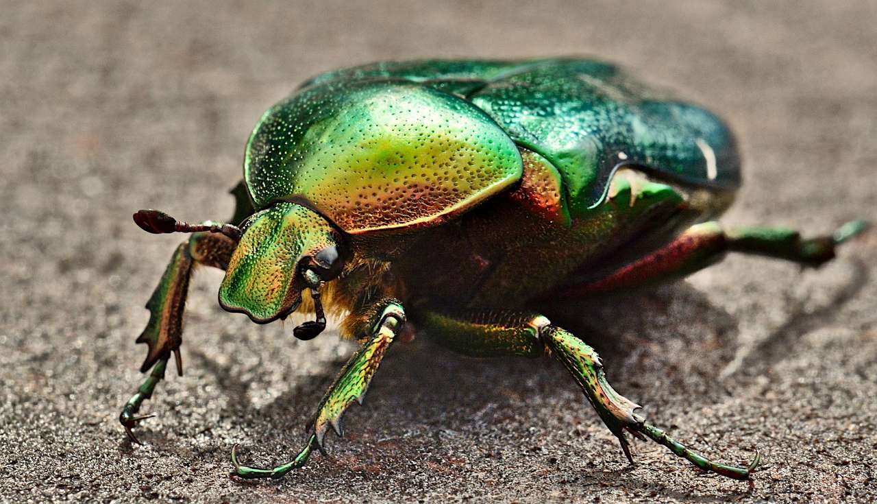 green beetle jigsaw puzzle online