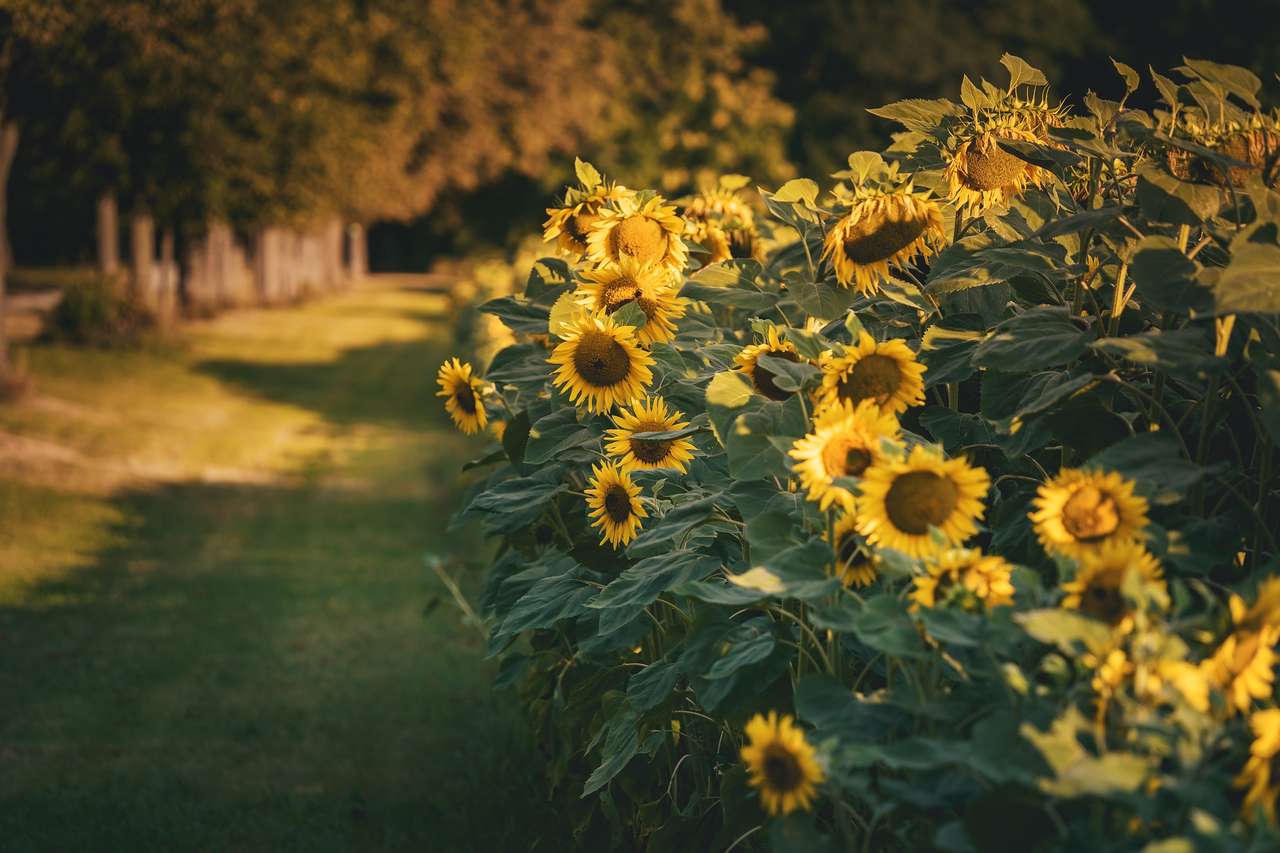 Sunflowers by the road online puzzle