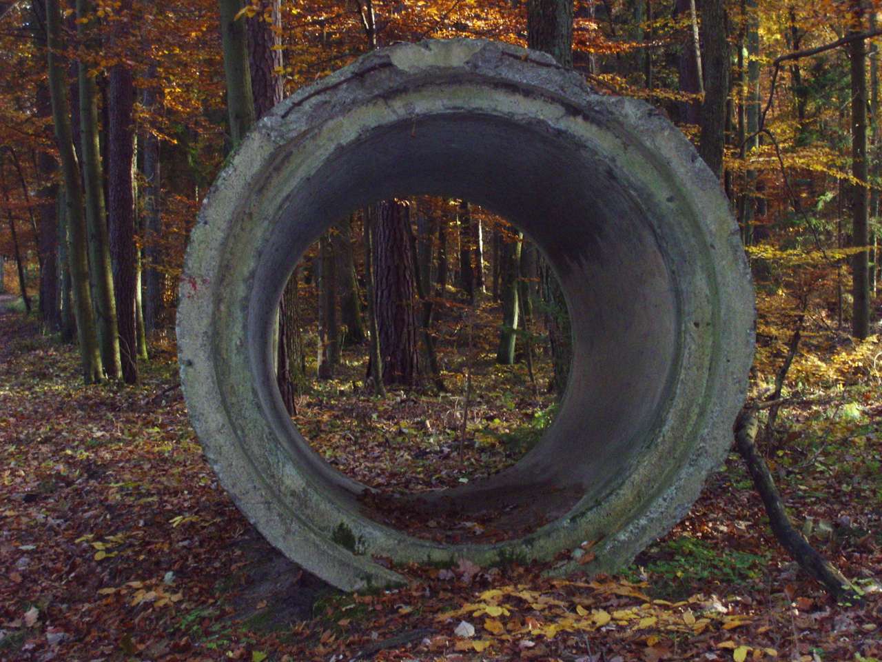 Um círculo abandonado na floresta quebra-cabeças online