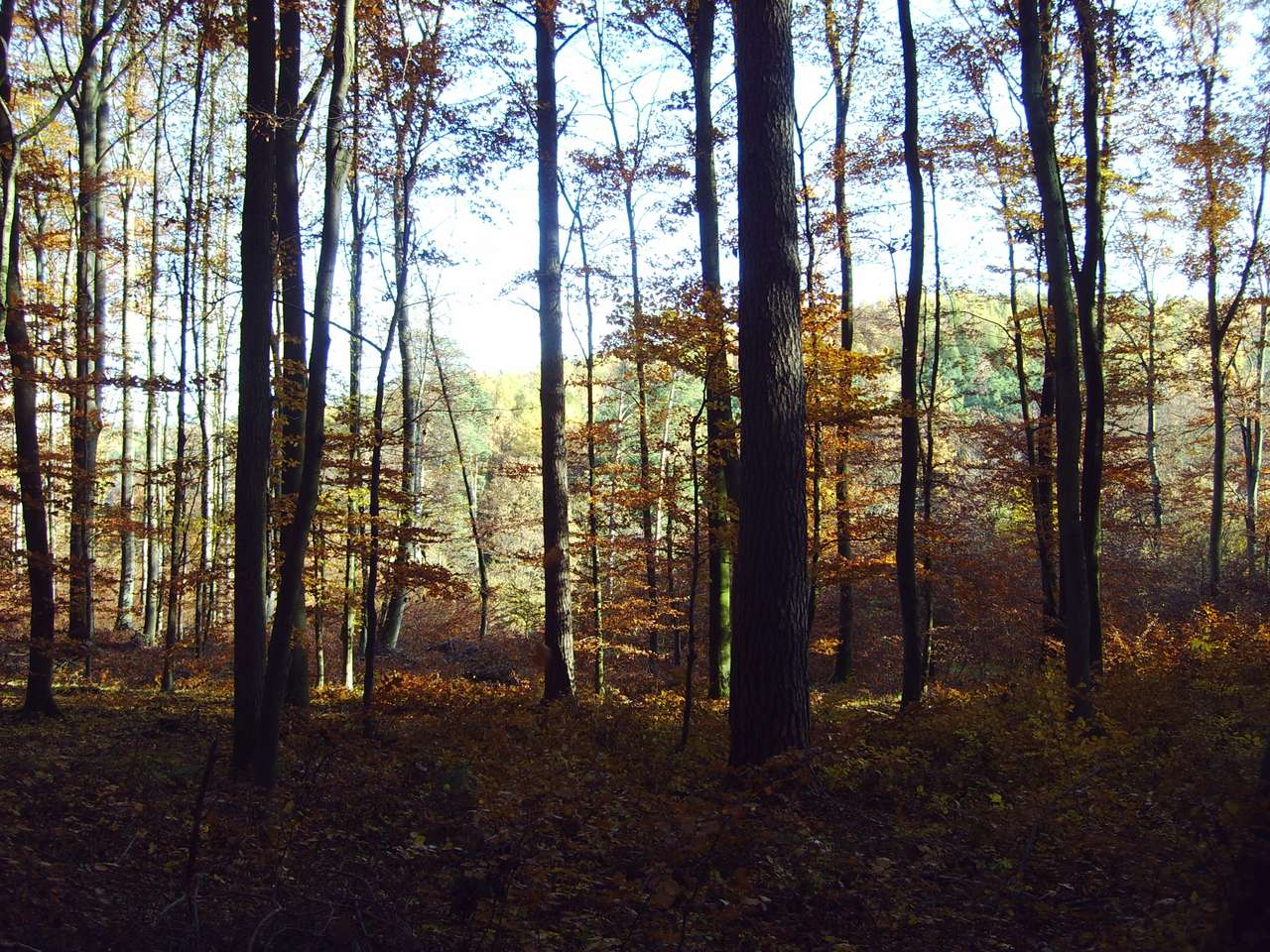 Bosque de morrenas en Gdynia rompecabezas en línea