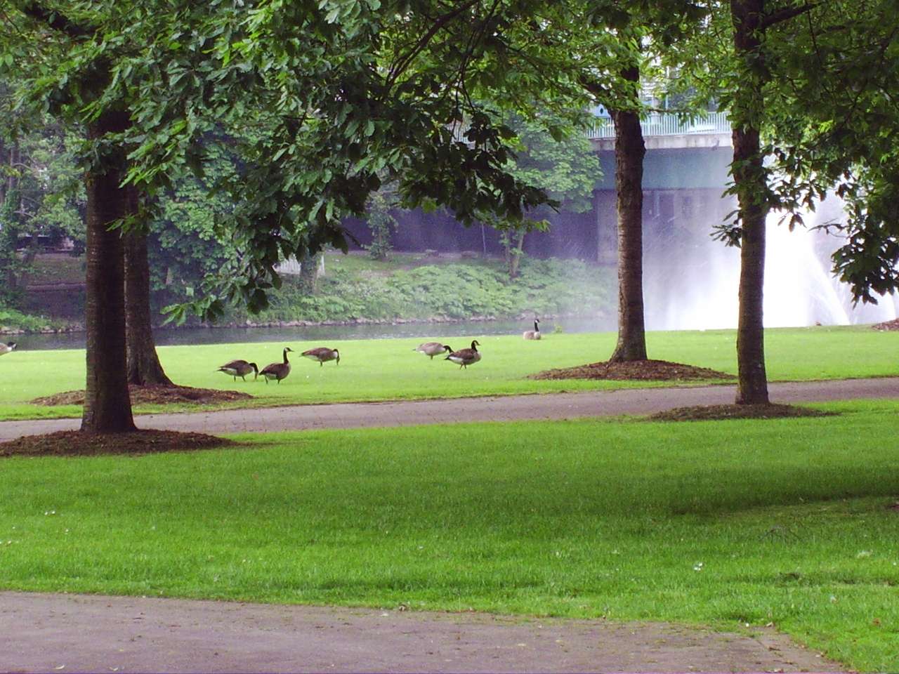 Χήνες σε ένα πάρκο στο Mulheim παζλ online