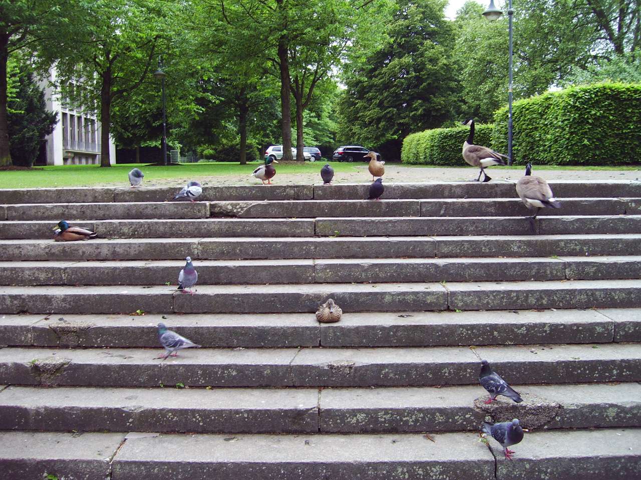 Uccelli nel parco di Mulheim puzzle online
