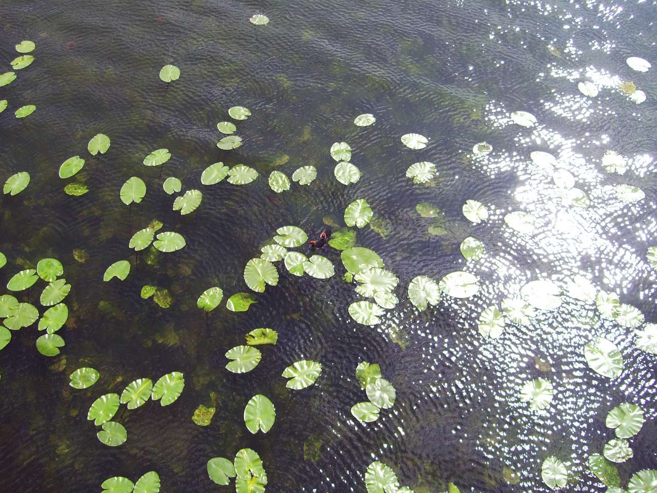 Pflanzen auf der Wasseroberfläche Online-Puzzle