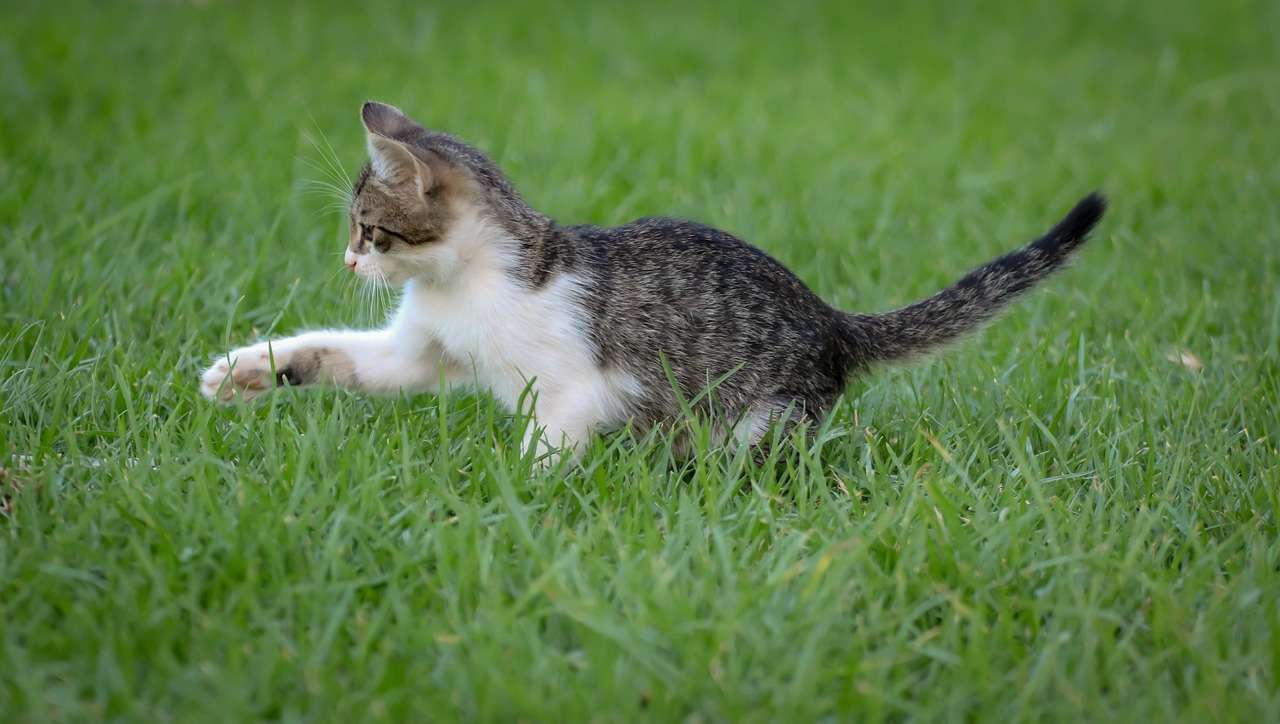 Pet Kitten παζλ online