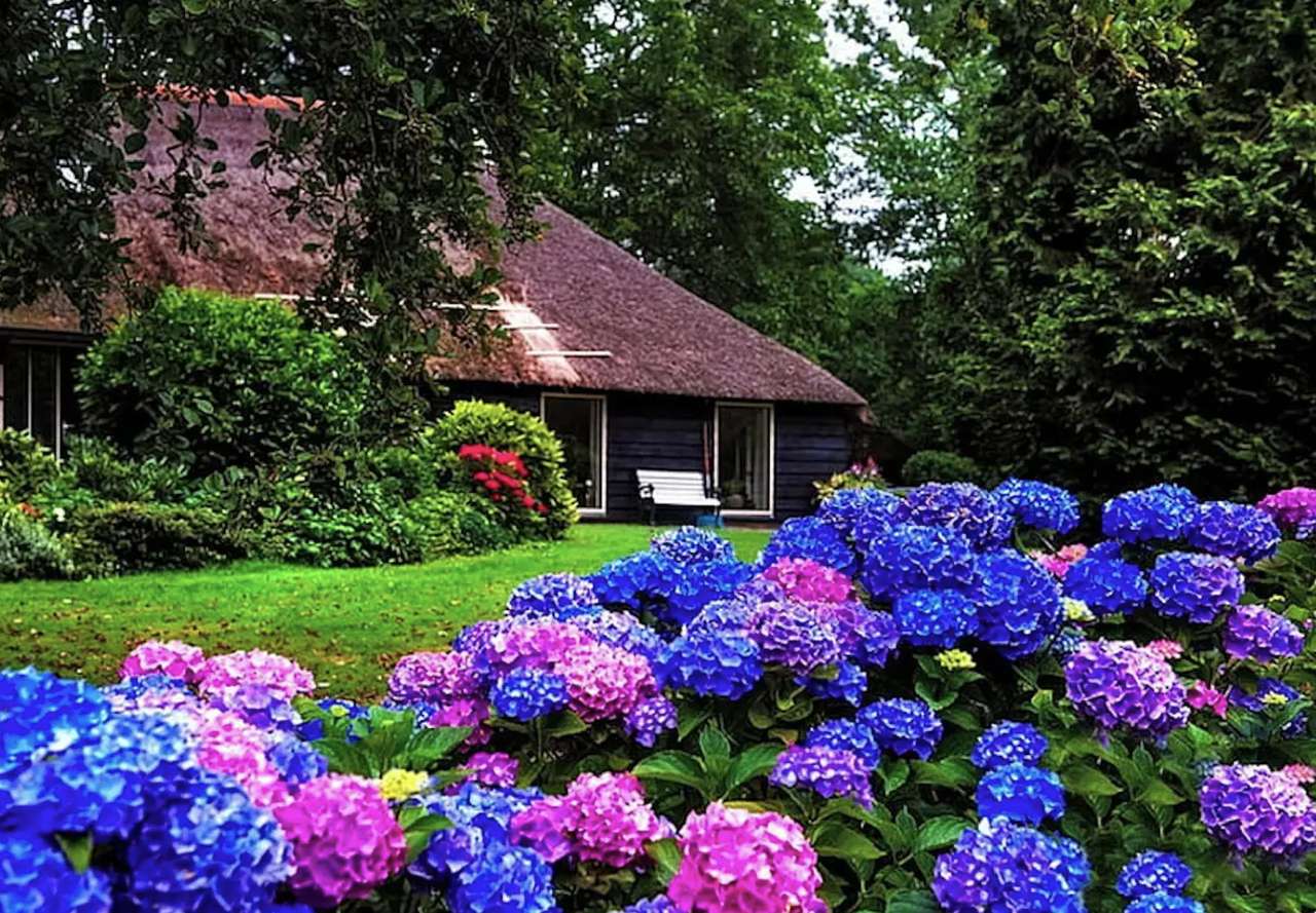 Hydrangeas, summer queens by a beautiful house online puzzle