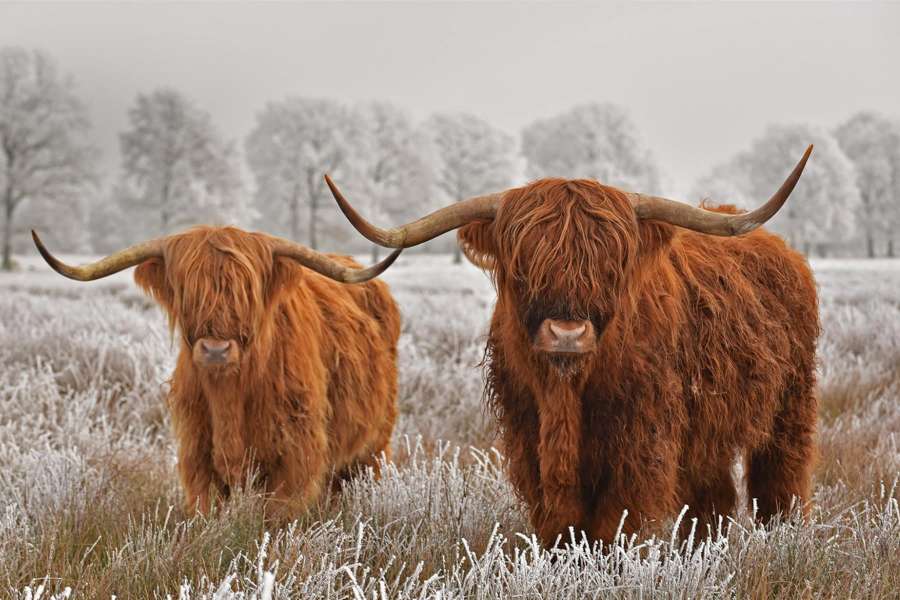 スコットランドの長毛牛 ジグソーパズルオンライン