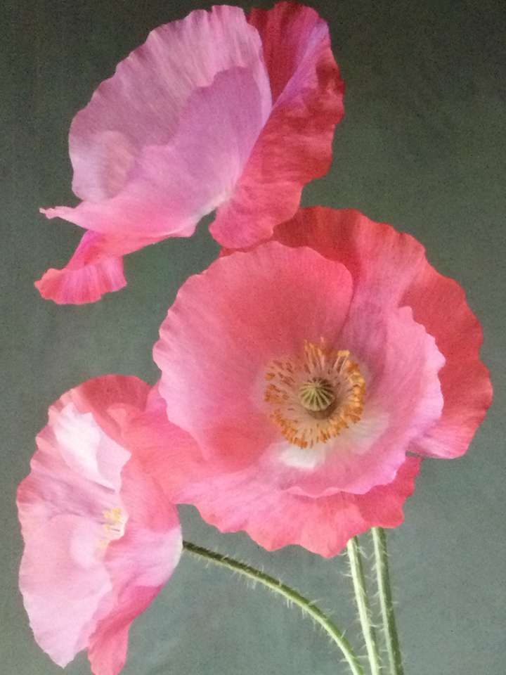 pink poppies online puzzle