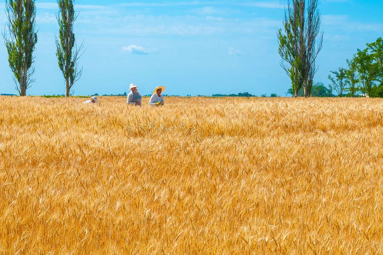 Украинско пшенично поле онлайн пъзел