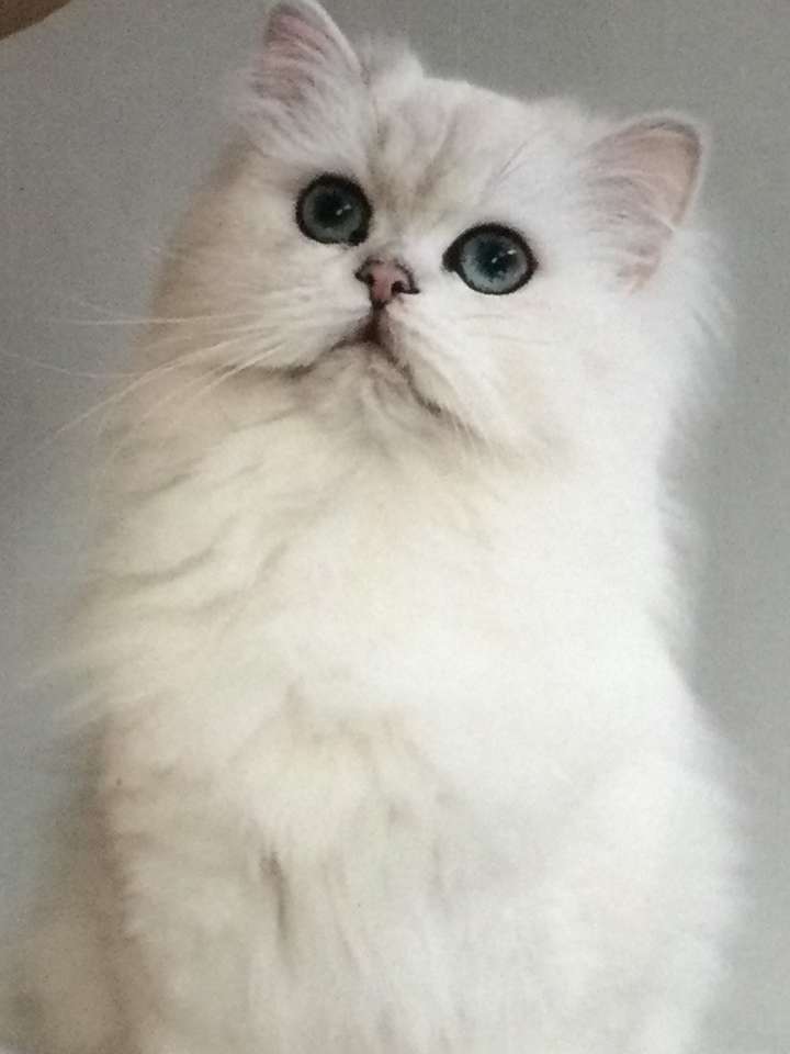 bílá kočka skládačky online