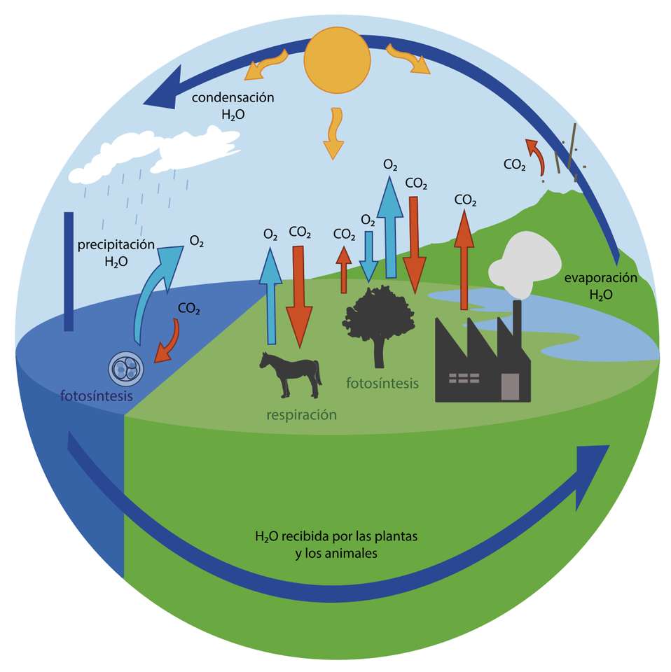 oxygen cycle jigsaw puzzle online
