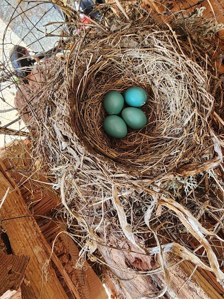 鳥の巣 ジグソーパズルオンライン