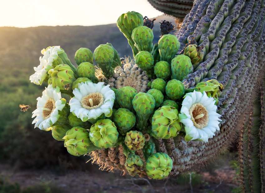Virágzó fehér virágok egy kaktuszon kirakós online