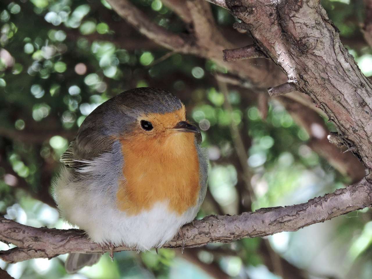 Robin madár kirakós online