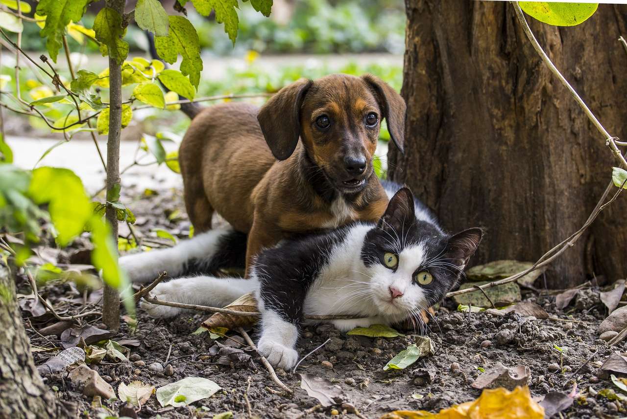 Perro y gato rompecabezas en línea