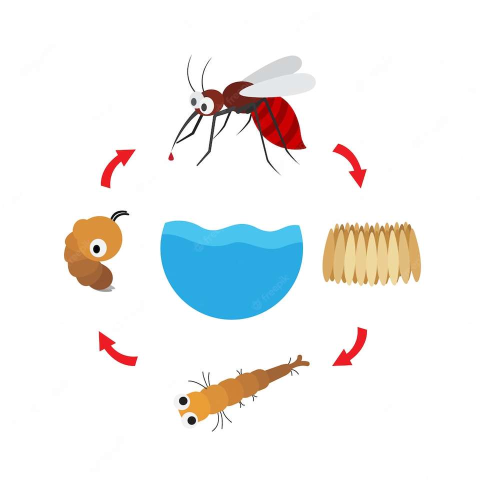 životní cyklus komárů online puzzle