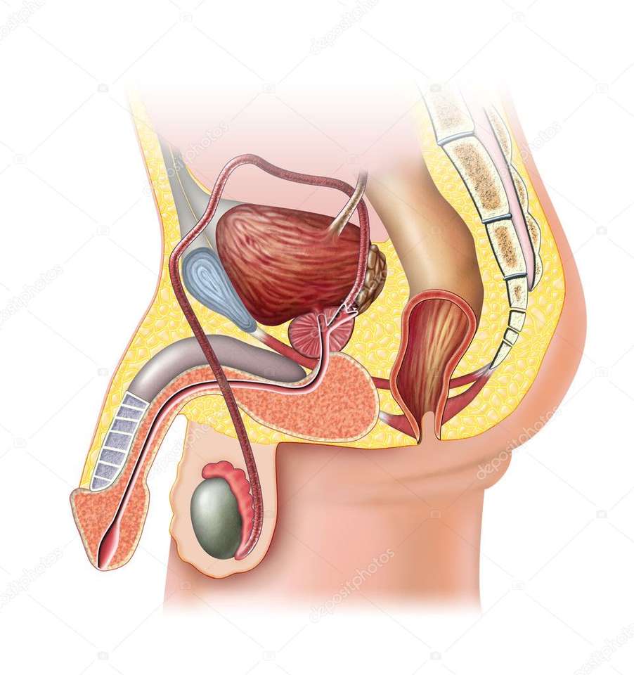 naturales rompecabezas en línea