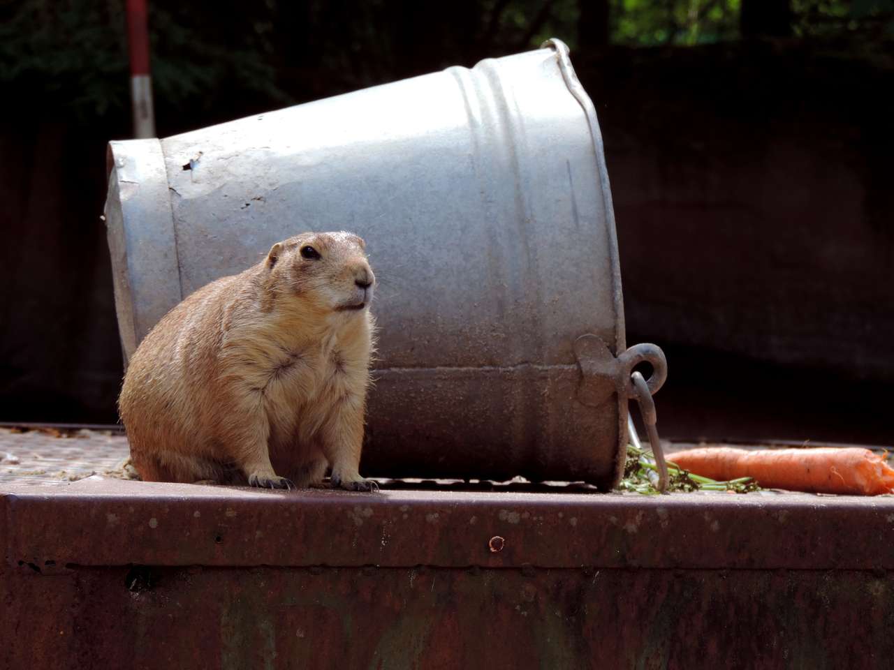 Marmota lângă găleată puzzle online