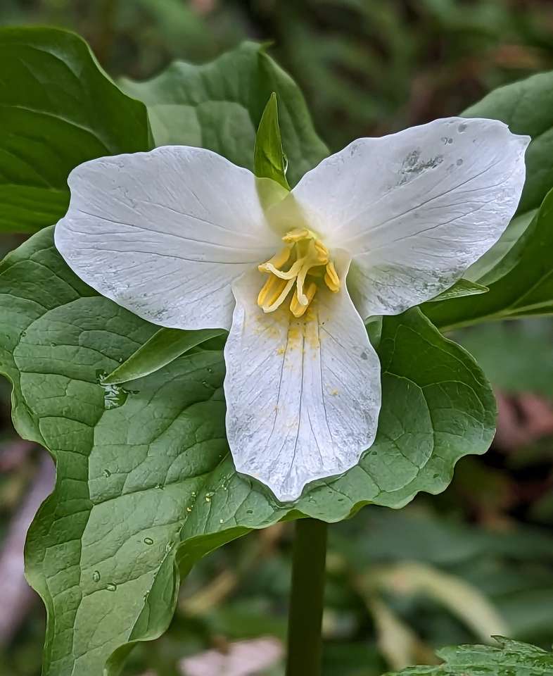 lilly y hojas verdes en el bosque rompecabezas en línea