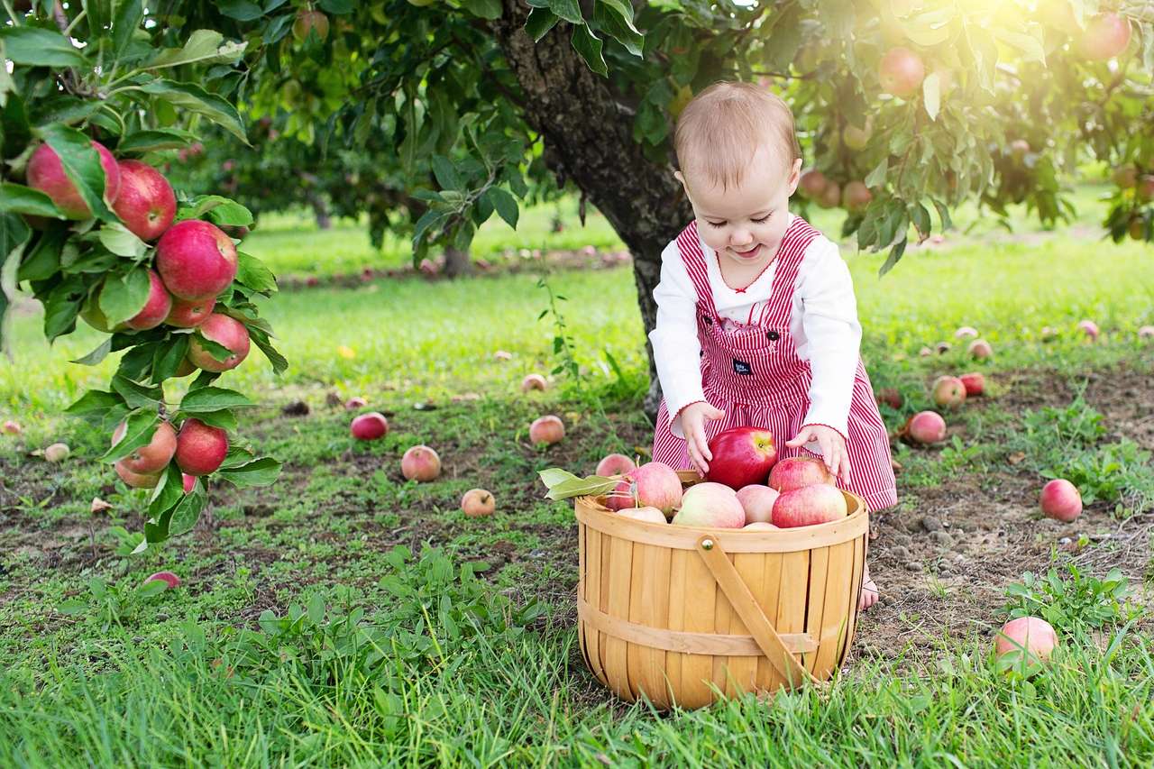 colheita de maçã quebra-cabeças online