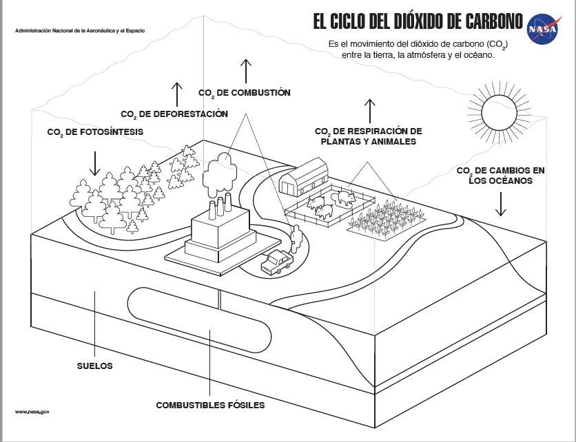 CICLO DEL CARBONIO puzzle online