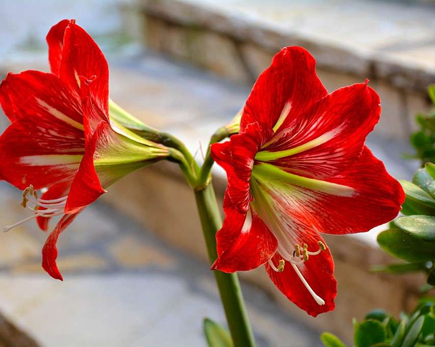 Fleur d'amaryllis rouge puzzle en ligne