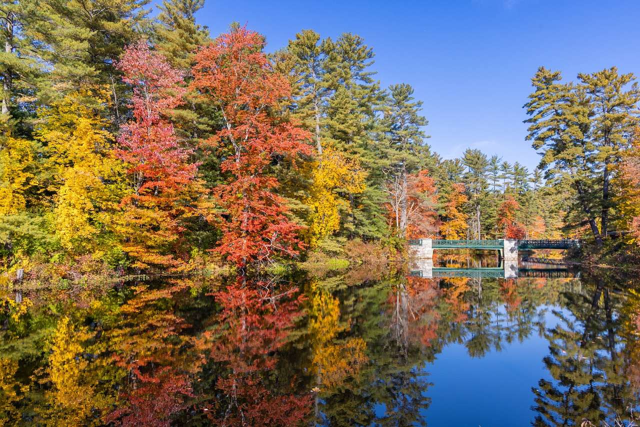 Natur Bäume Fluss Online-Puzzle