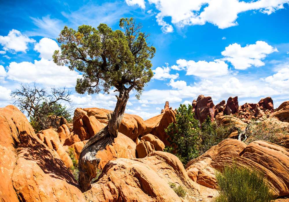 A természet ereje - A sziklákon növekvő fák, bokrok kirakós online