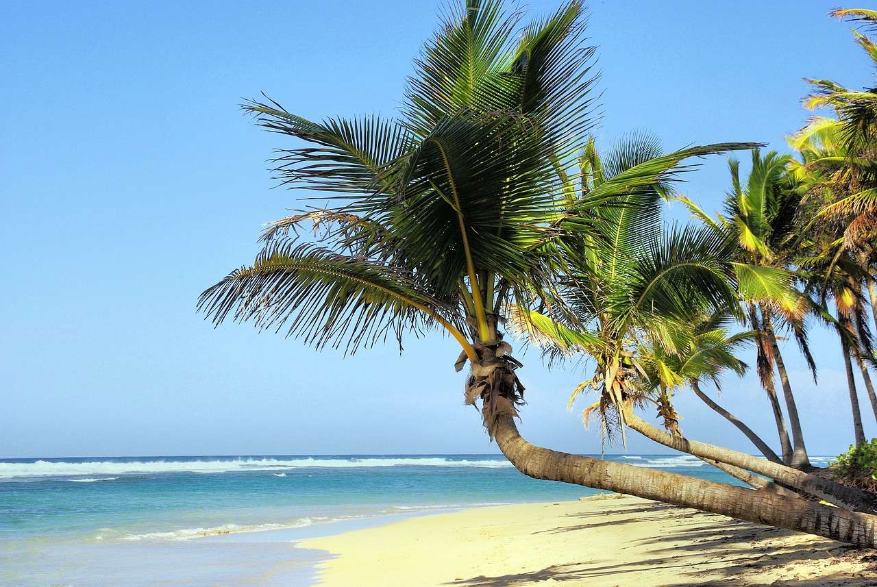 Coqueiros da praia de Cuba quebra-cabeças online