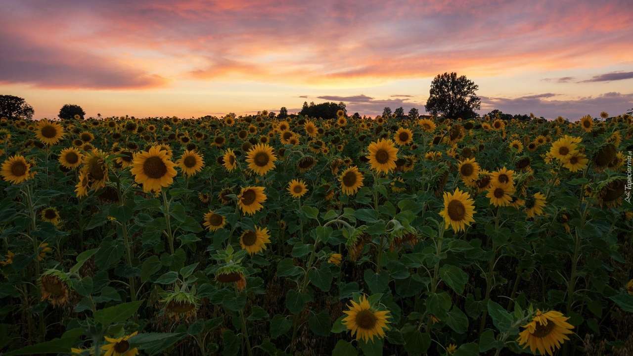 Sunflowers On The Field online puzzle