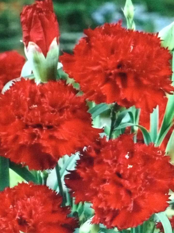 Five red carnations jigsaw puzzle online