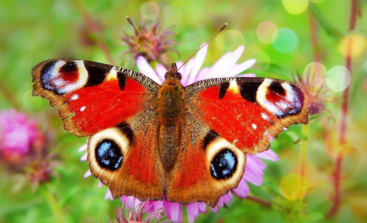 Motýl online puzzle