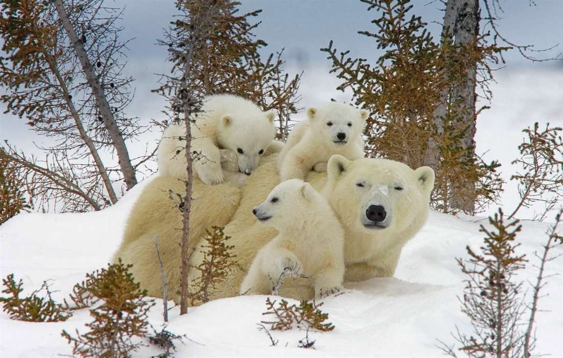 Eisbären-Mutterbär und Drillinge :) Puzzlespiel online