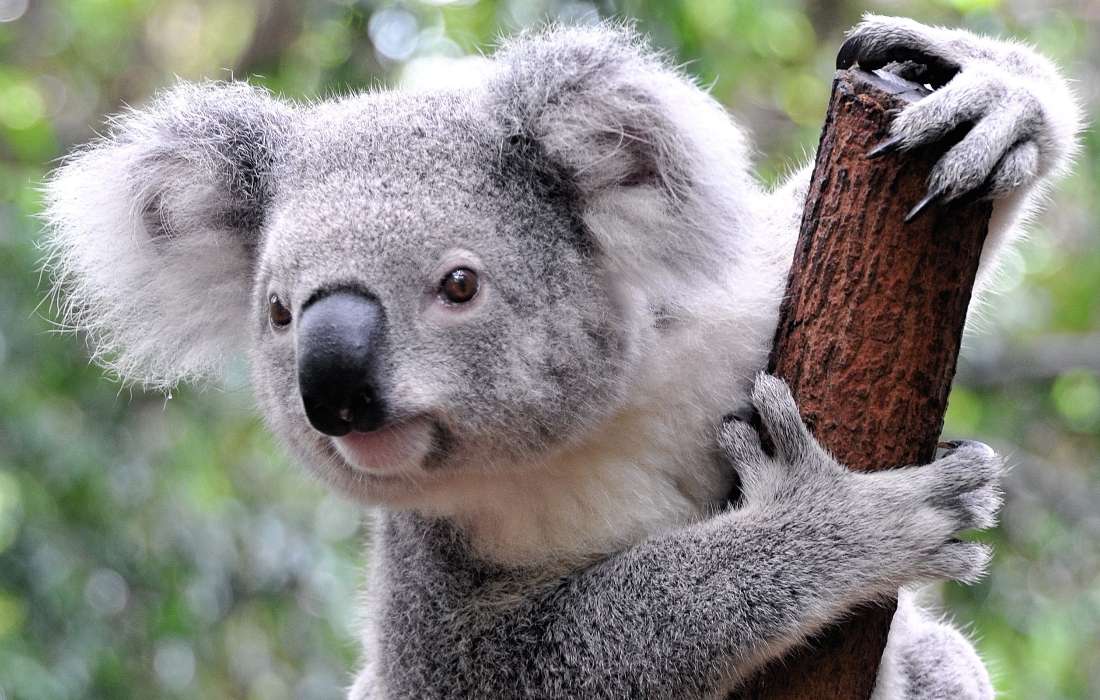 Urso fofo - coala australiano quebra-cabeças online