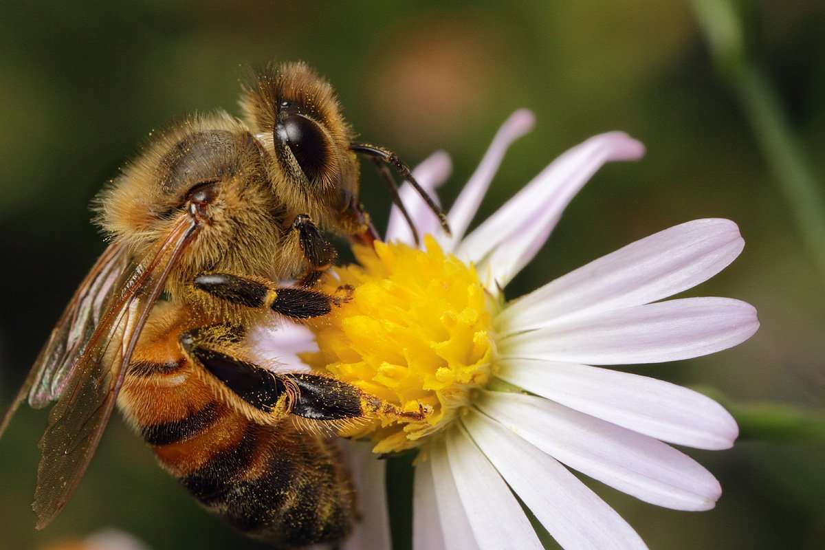 Пчела онлайн-пазл