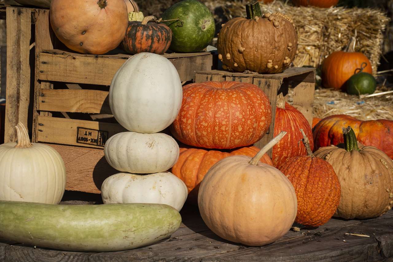 かぼちゃの収穫 ジグソーパズルオンライン