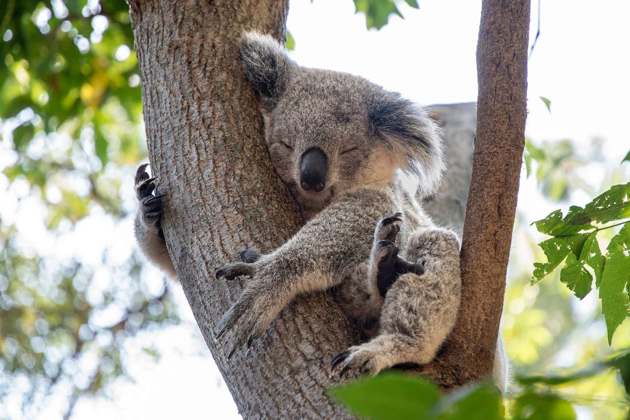 Koala björn pussel på nätet