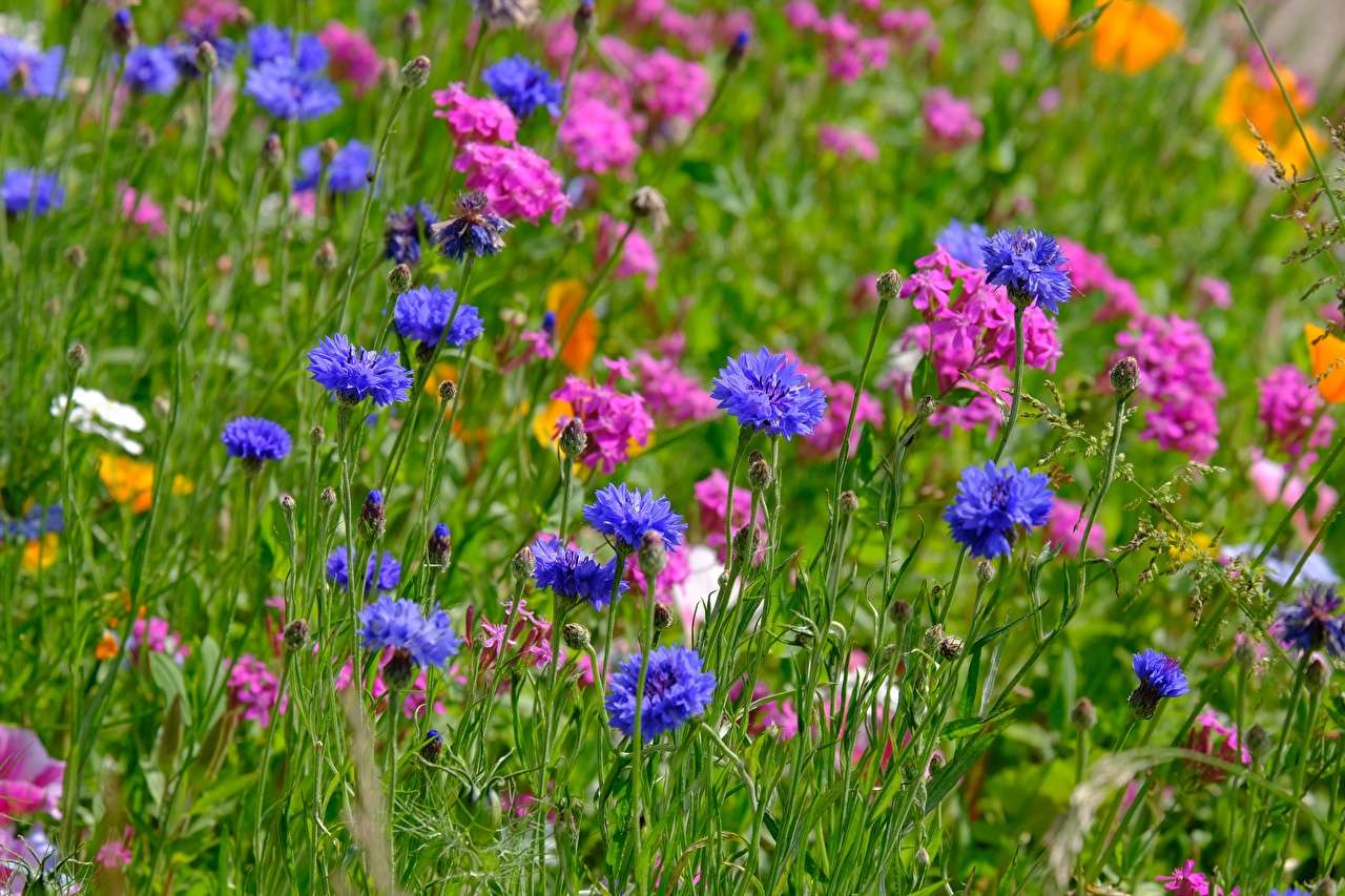 Blumen der Wiese - blau-rosa Kornblumen Online-Puzzle