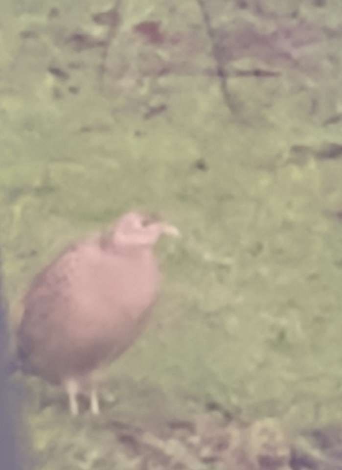 ¡pajarito! rompecabezas en línea