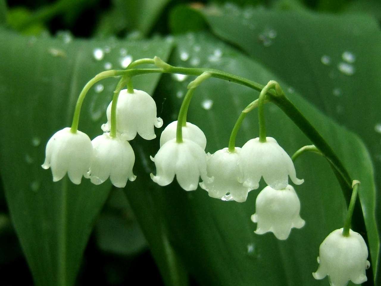 Lily of the Valley 1 Μαΐου παζλ online