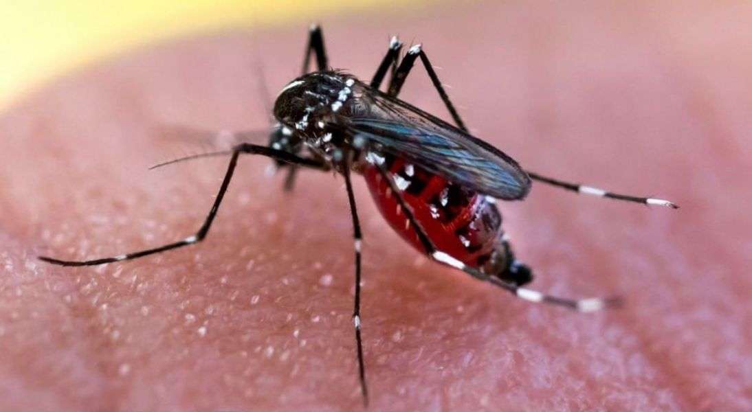 dengue aedes skládačky online