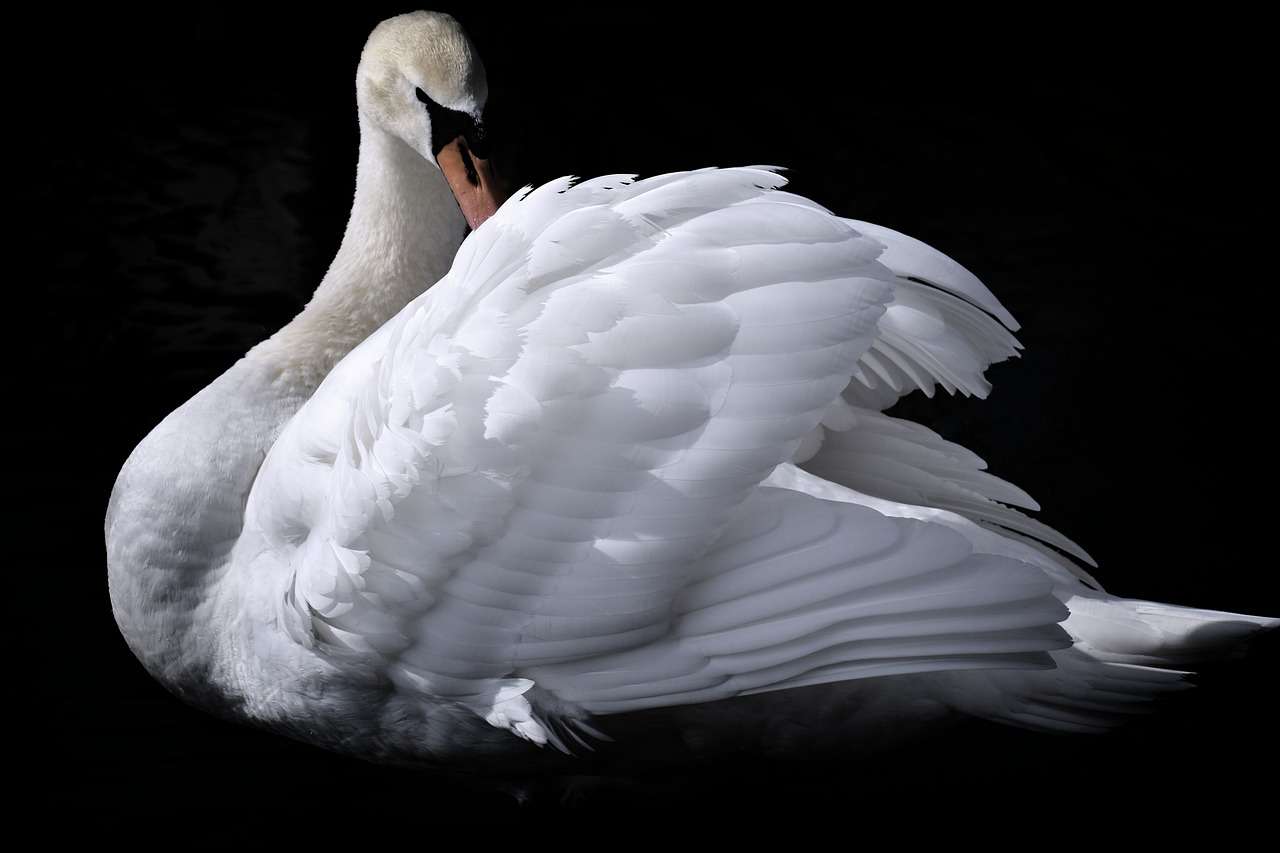 Swan White Gyönyörű online puzzle