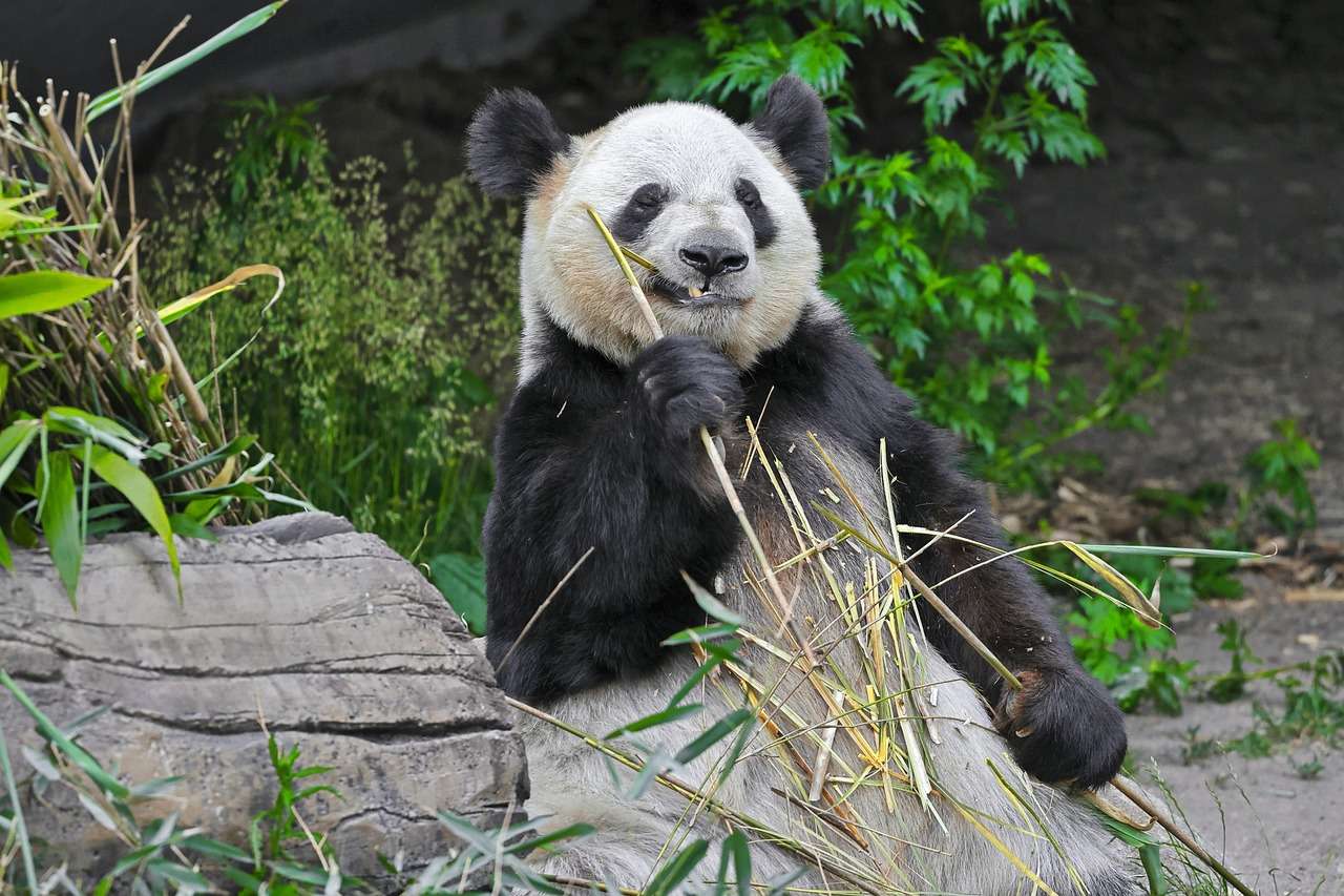 Panda som äter pussel på nätet